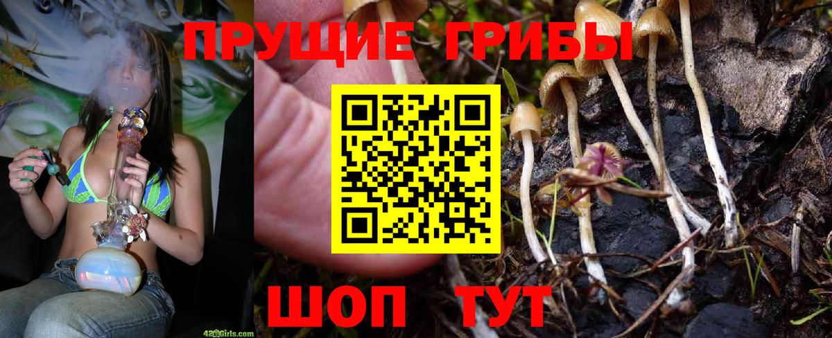 где найти наркотики  Галлюциногенные грибы MAGIC MUSHROOMS  Вход с VPN  Камень-на-Оби 